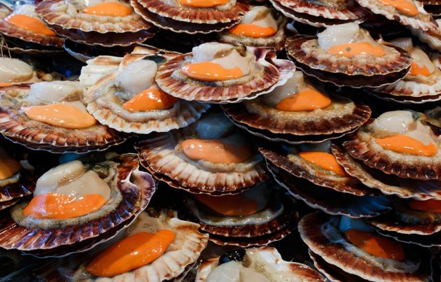 Image de coquille .jpg